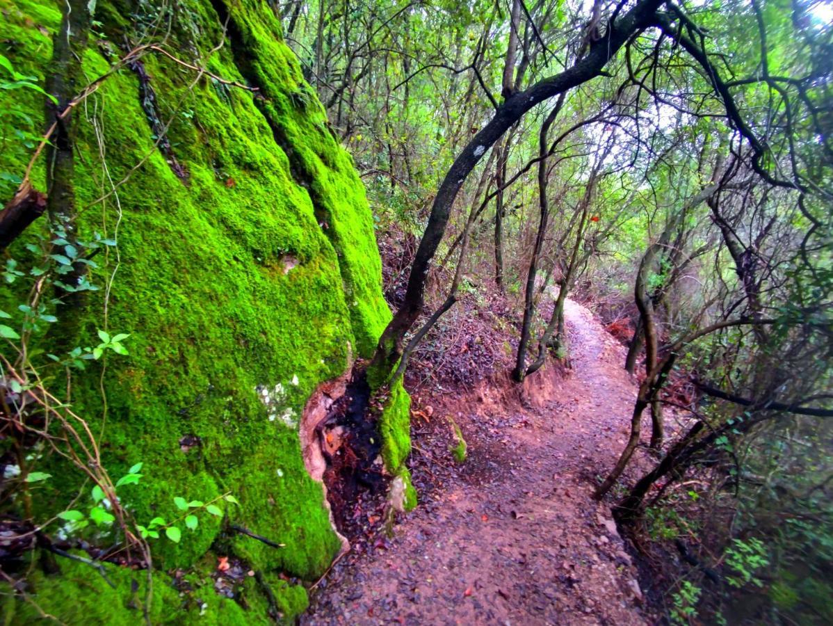 La Casa Del Naturalista El Bosque Buitenkant foto